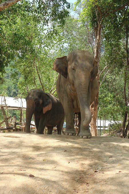 Elephant Wildlife Sanctuary
