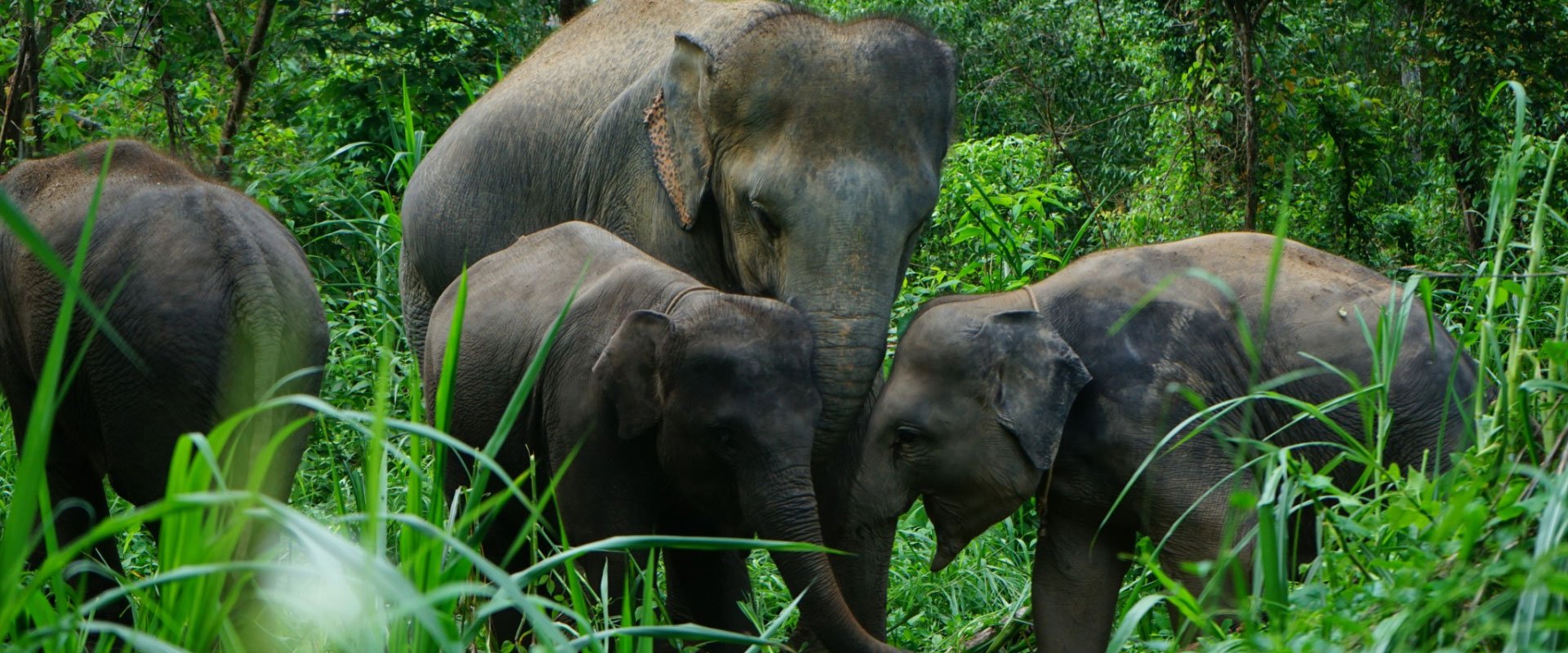 Our Elephants